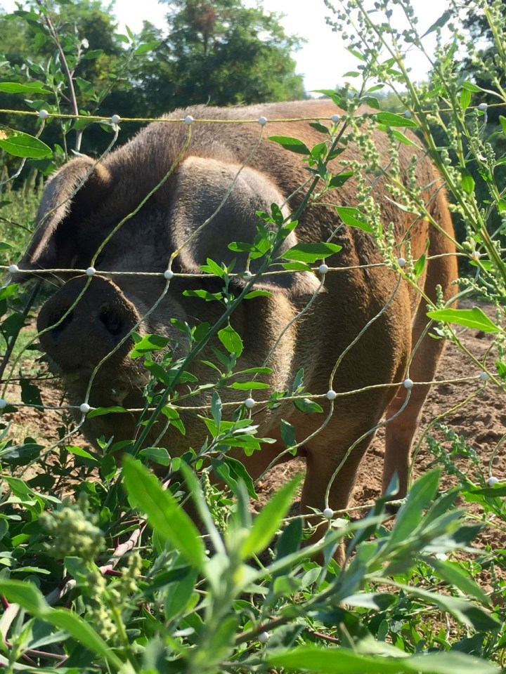 Very friendly though, with a tendency to escape if you're late feeding her
