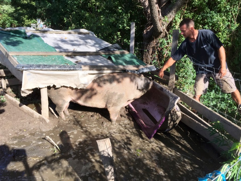 Pig feeding time again