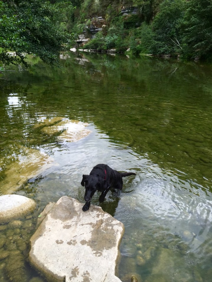 Tina emerging from the river; I'm about to get wet