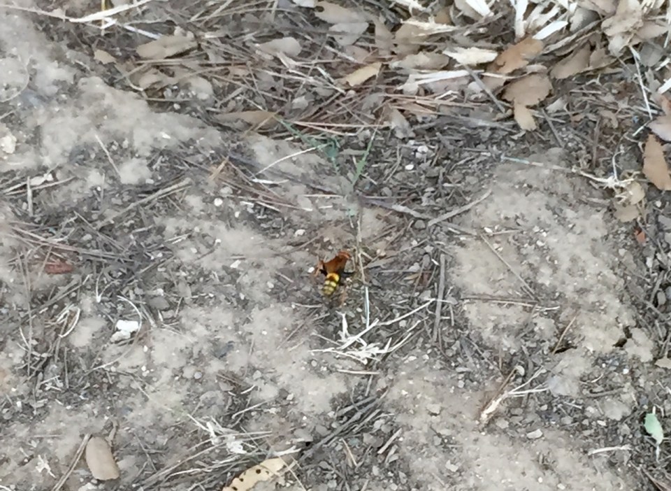 Some kind of hornet type varmint in Le Pradet