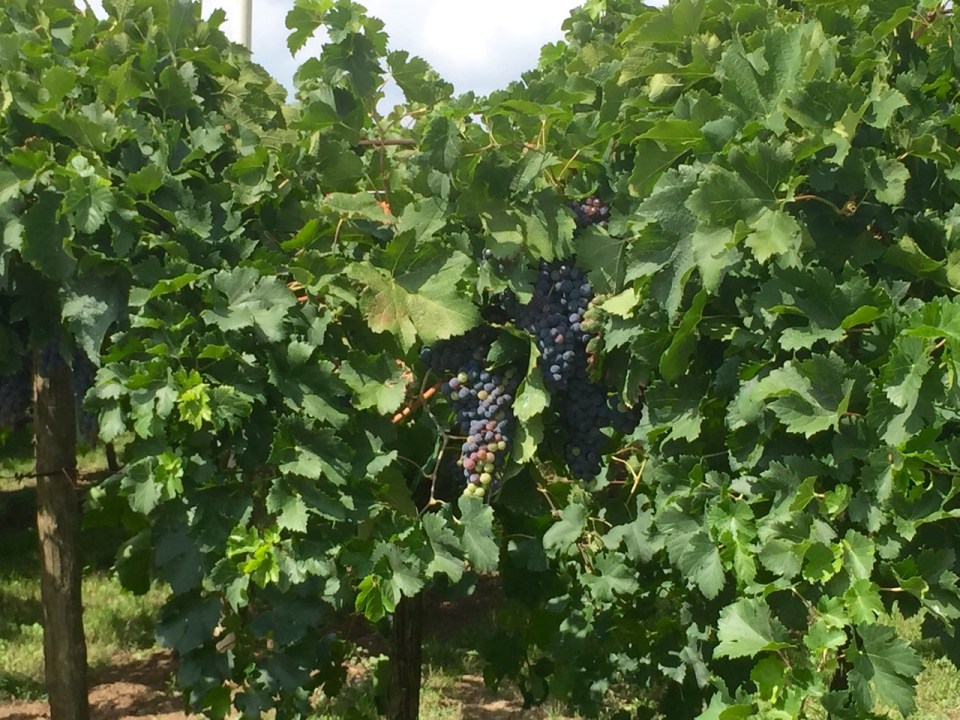 Grapes must be nearly ready to harvest