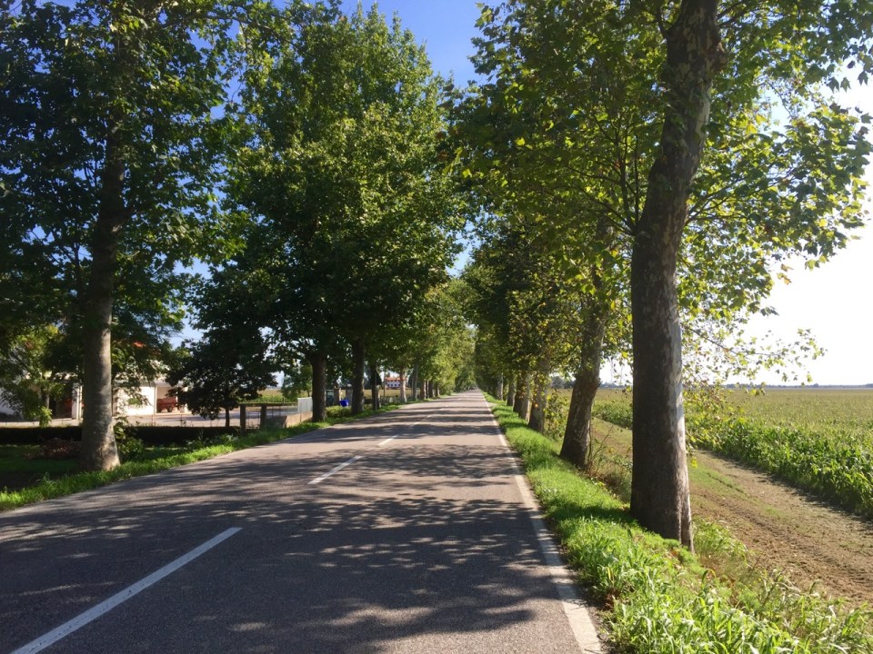 Tree lined road East providing shade on way to Trieste