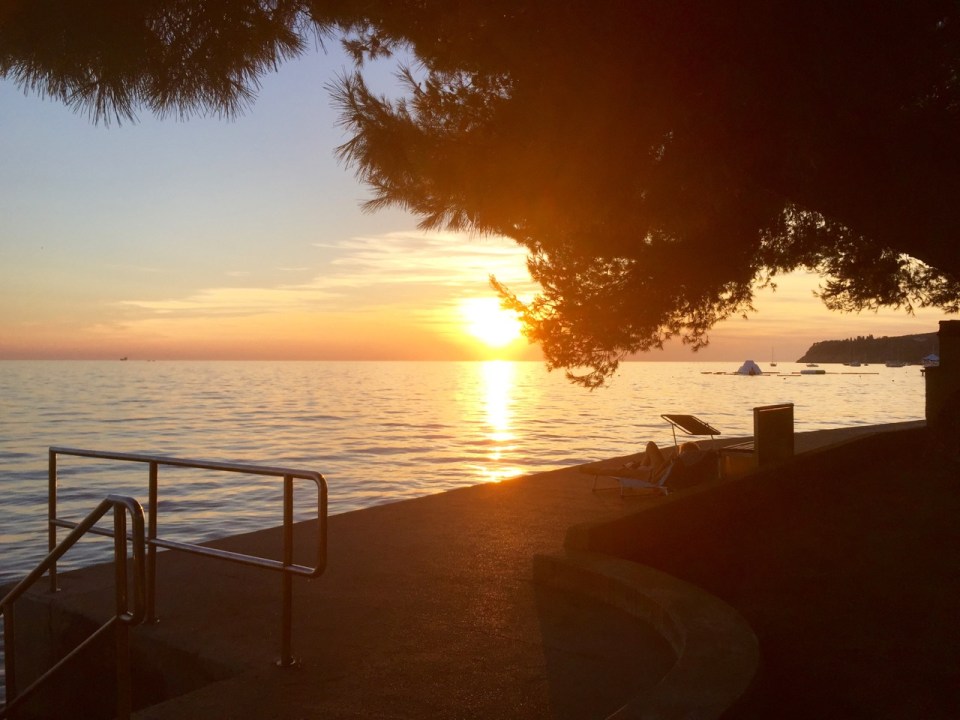 Sunset and tree silhouette