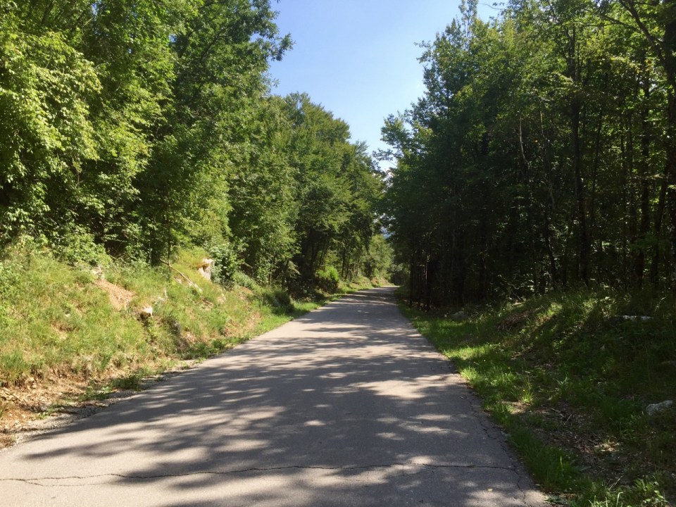 Riding through more forest - nice deciduous trees