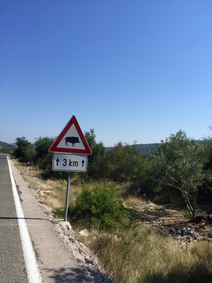 Saw a few of these signs - watch out for the wild boar! Didn't spot any though.