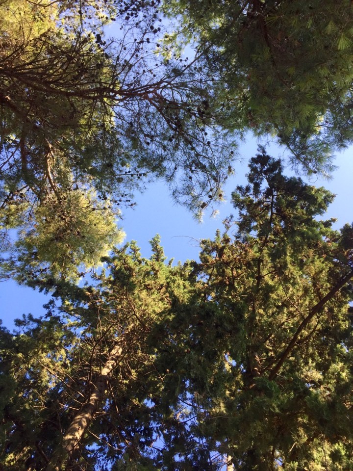 View from hammock, Rozak camping, Trogir