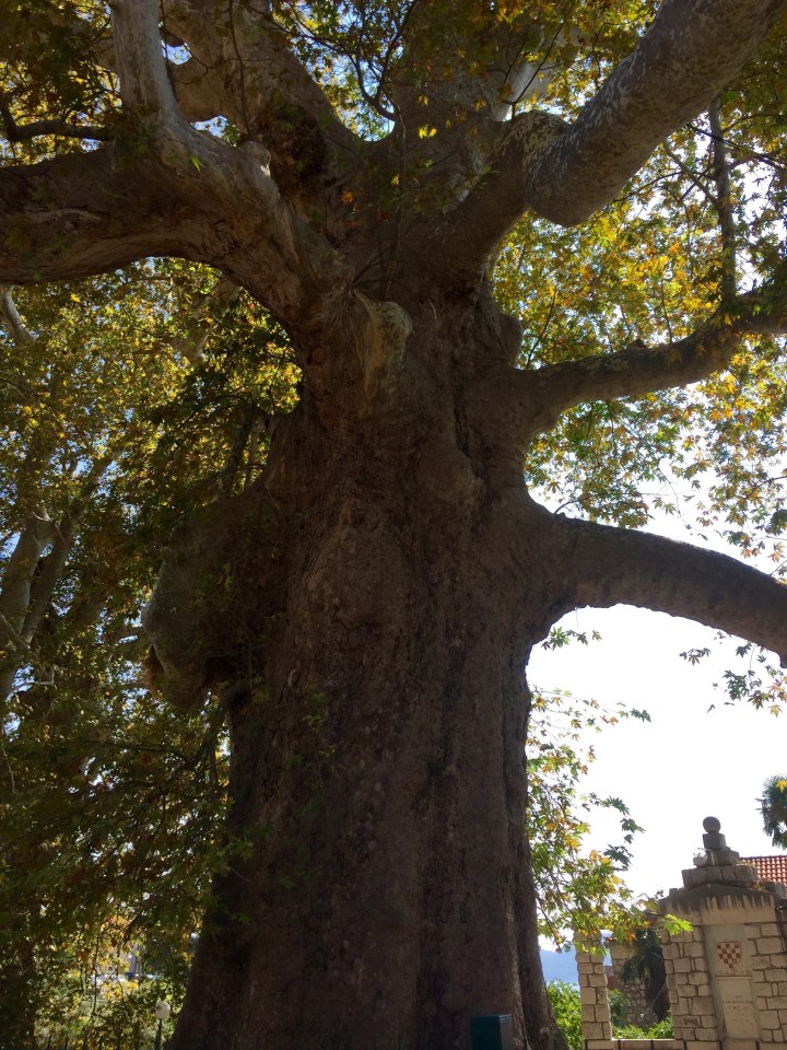 Enormous Plane Trees in Trsteno