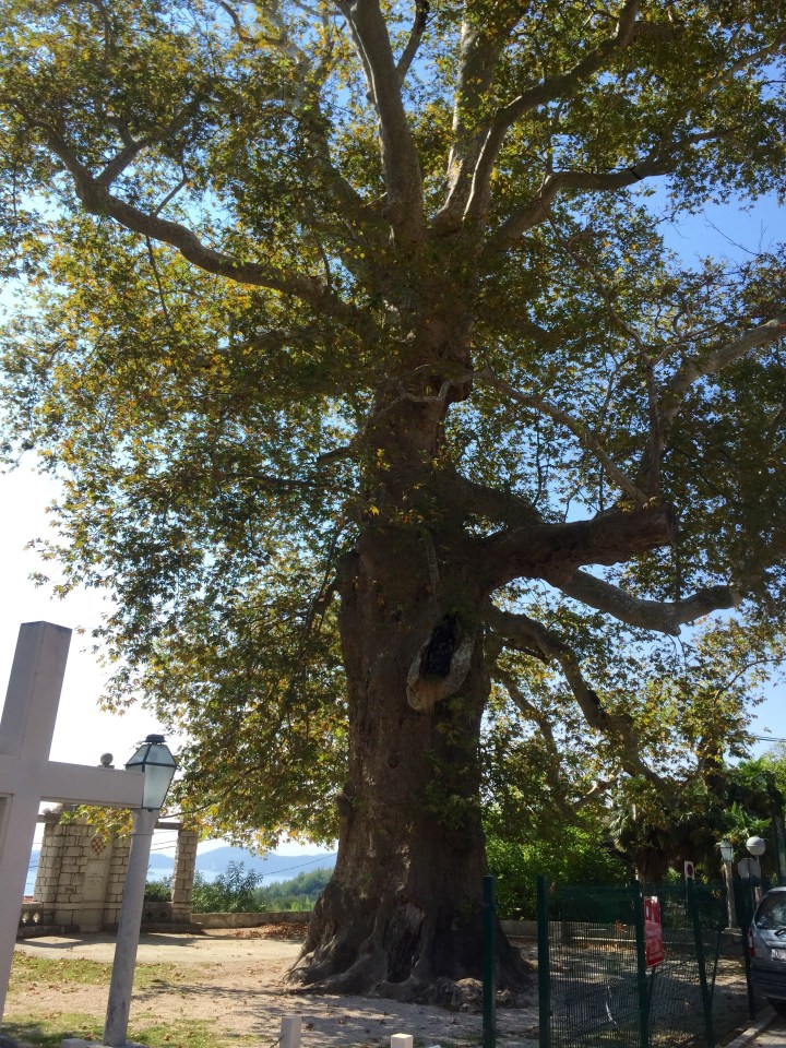 Enormous Plane Trees 2 in Trsteno