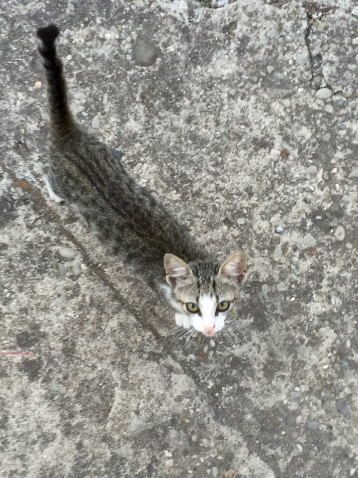 Campsite cat saying hello, Camping Avala, Budva
