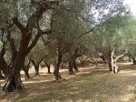 Olive groves 1