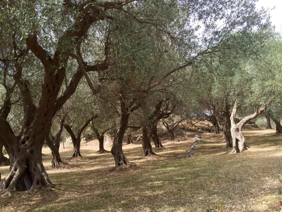 Olive groves 1