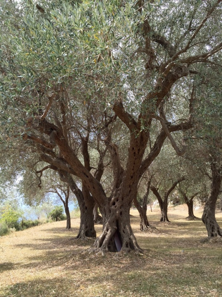 Olive groves 2