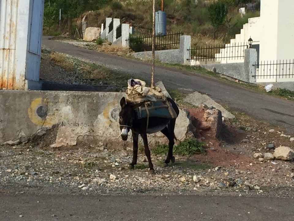 Donkey on the way down to Elbasan