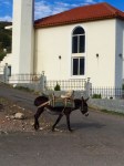 A few seconds later the owner appeared chasing the donkey