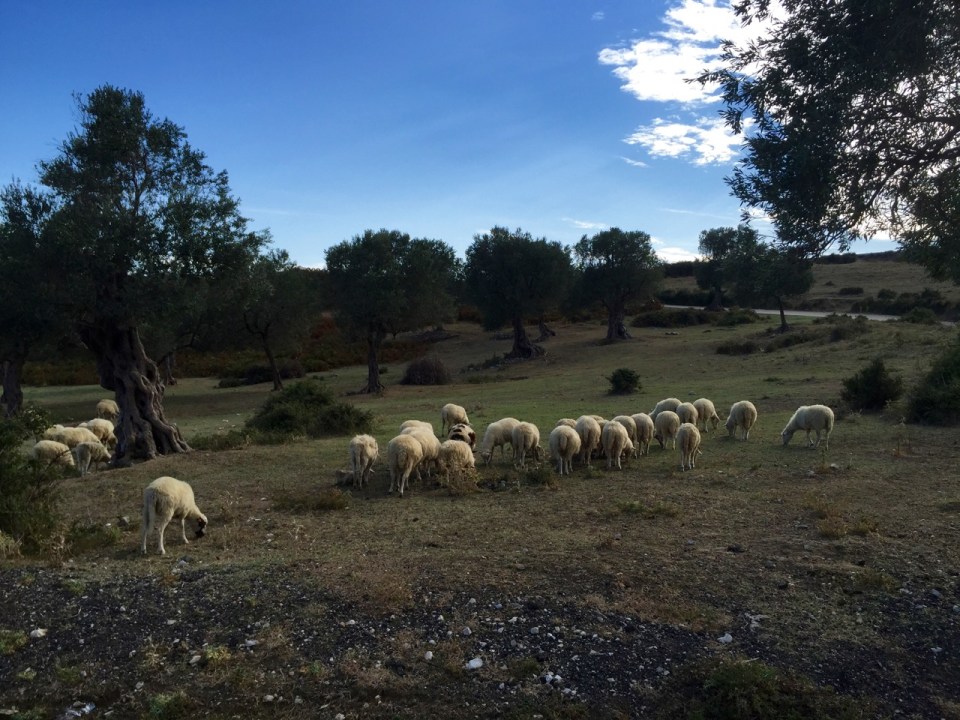 Sheep and Olive trees