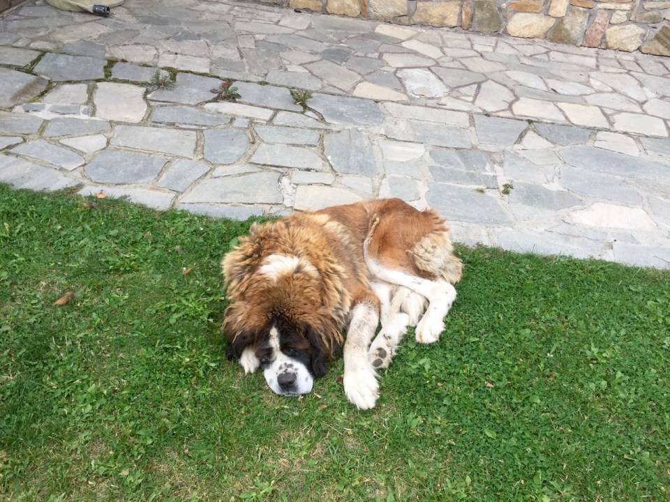 Sleepy St. Bernard at the ski resort hotel
