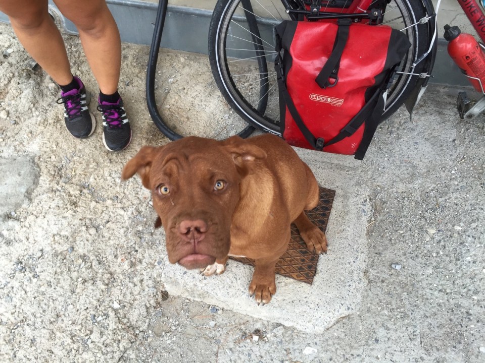 Friendly garage puppy