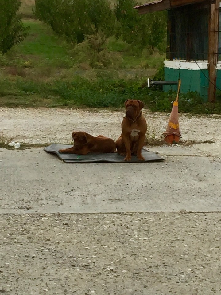 Mum and puppy at garage stop