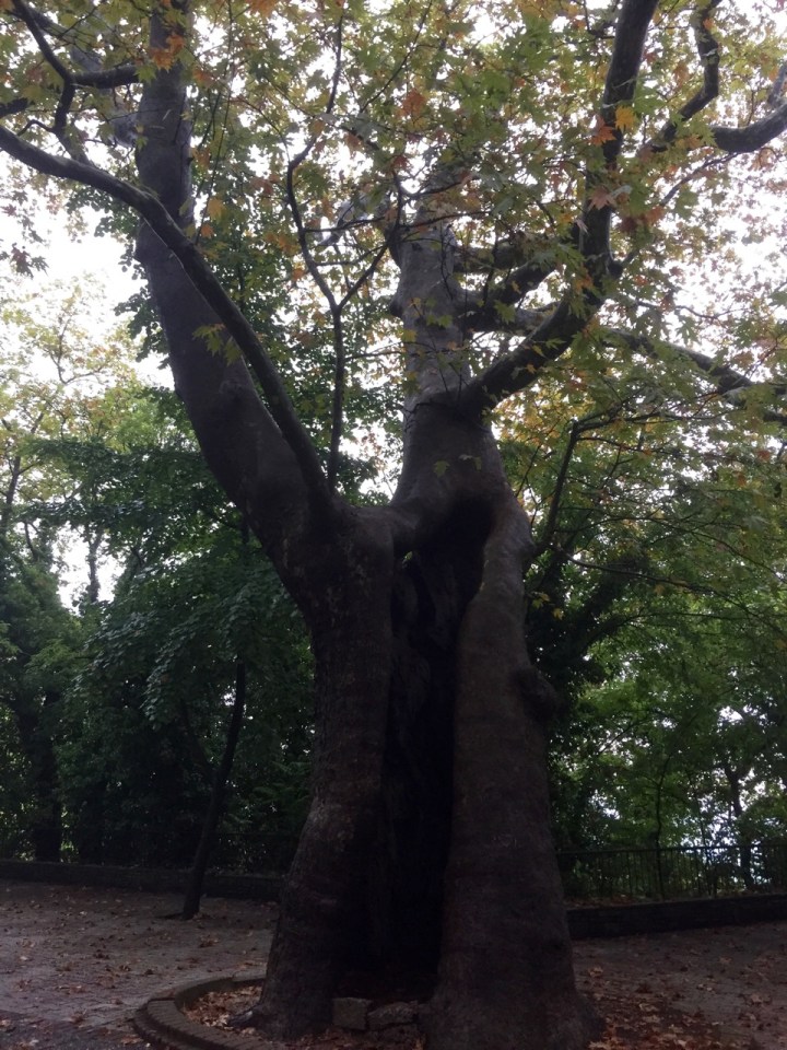 Hollow tree - park in Edessa