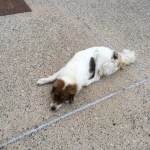 A friendly dog, Thessaloniki