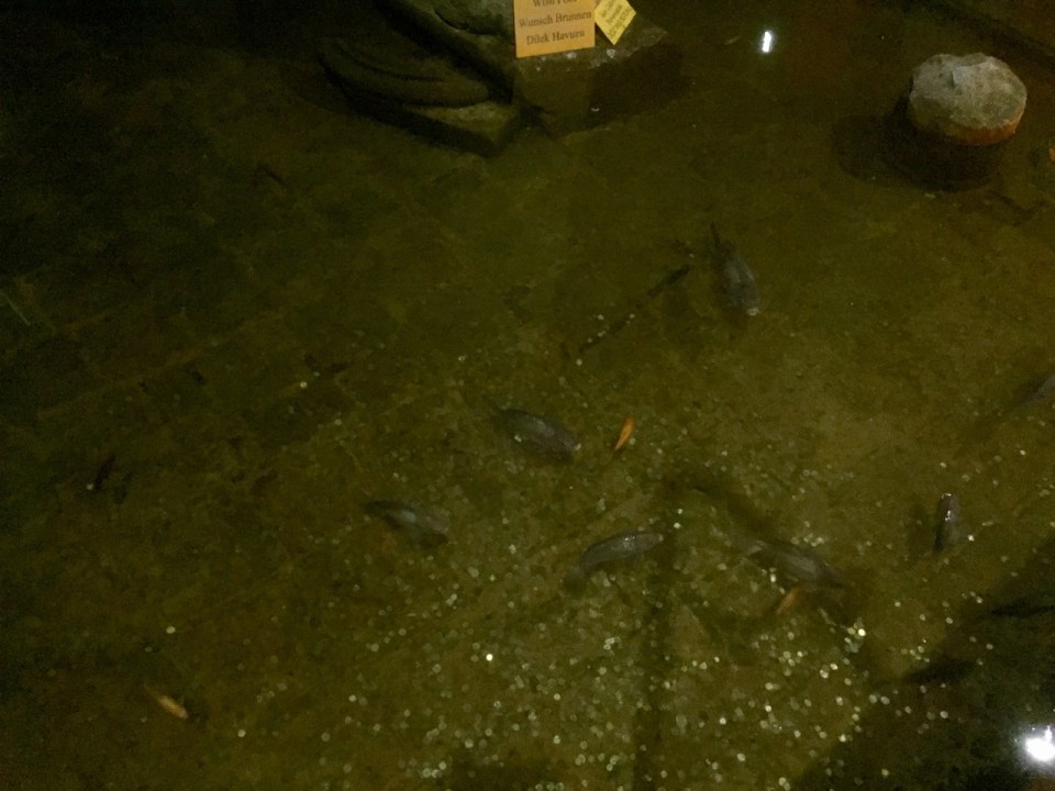 Fish live in the cistern, despite it being underground