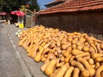 A huge pile of squashes for sale in Gorski izvor, Haskovo