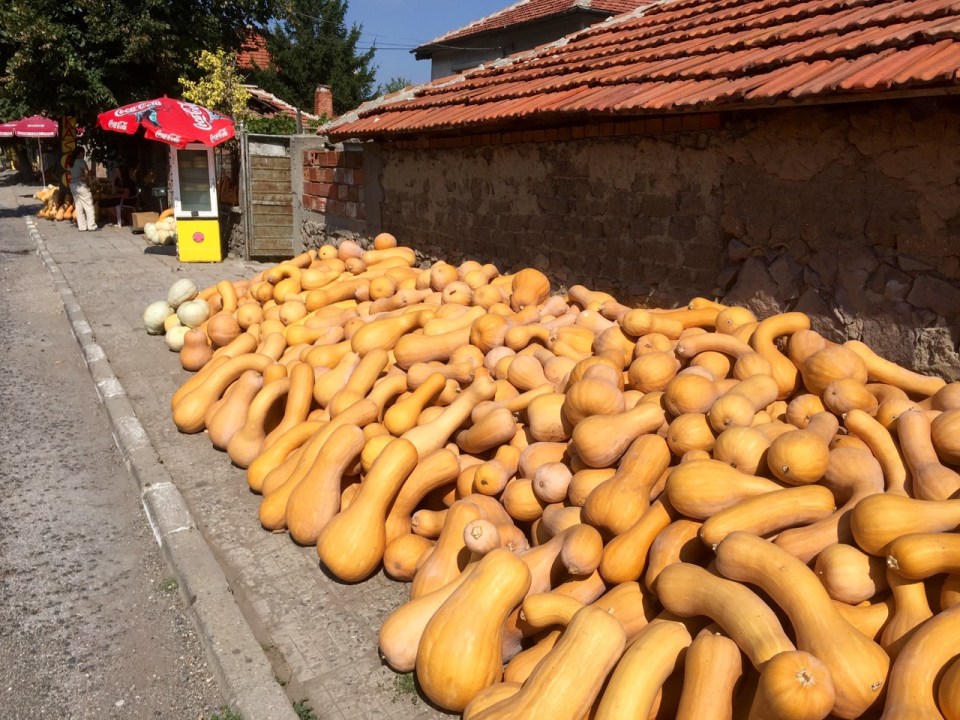 A huge pile of squashes for sale in Gorski izvor, Haskovo
