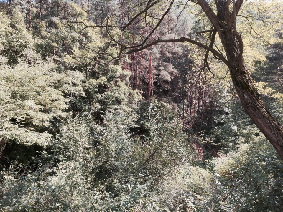 PInes at my lunch stop