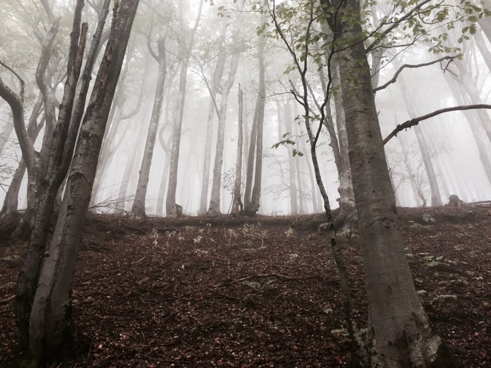 Beech trees in the low cloud