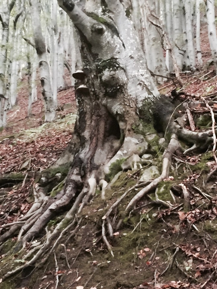 Interesting beech tree with bracket fungus