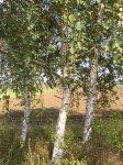 Some nice silver birch during a banana break - shade welcome, it was hot