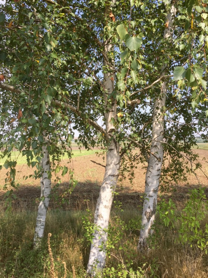 Some nice silver birch during a banana break - shade welcome, it was hot