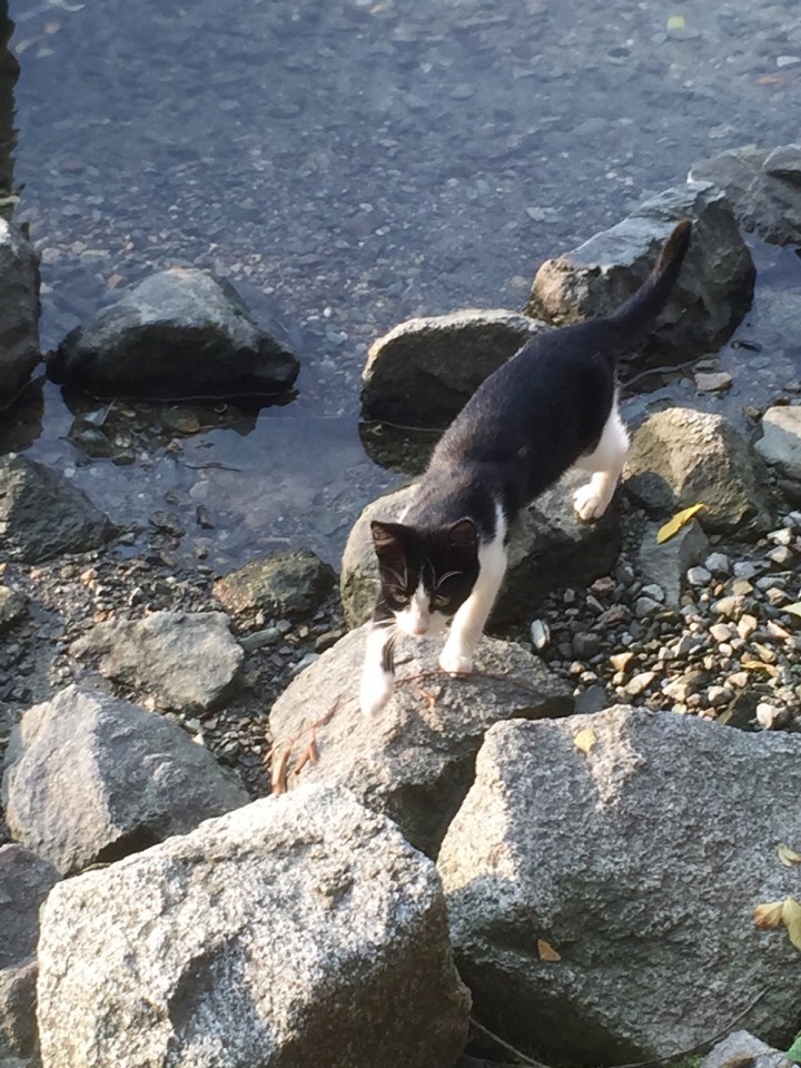 Campsite cat - after my sardines