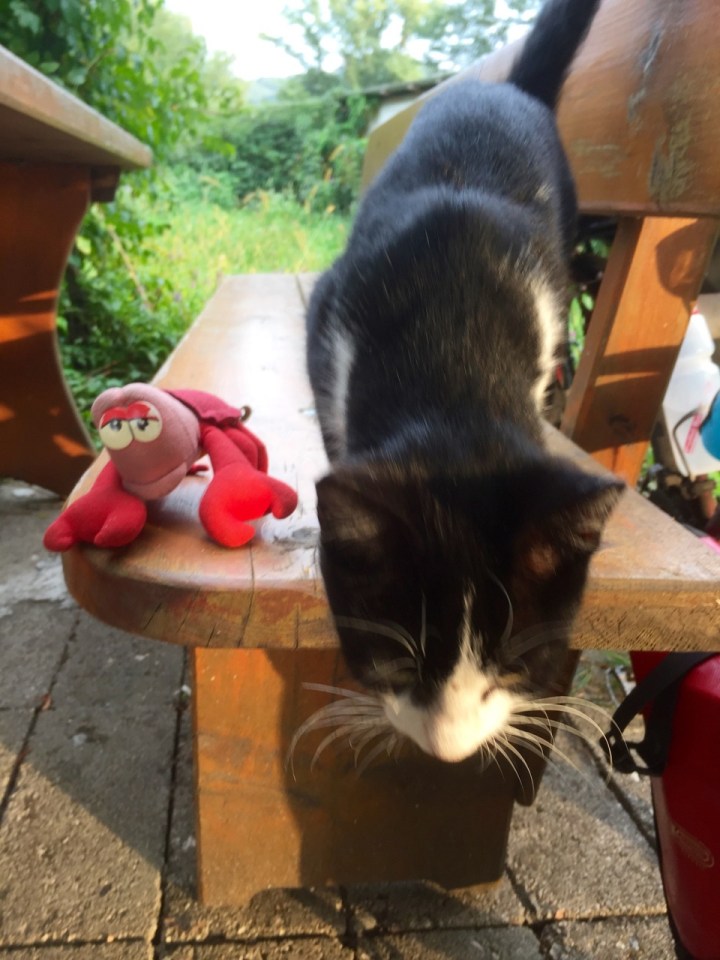 Campsite cat with Travelling Lobster