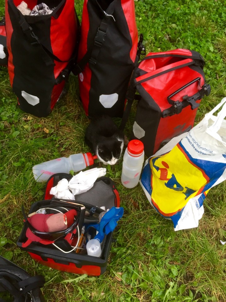 Campsite cat hiding amongst my panniers
