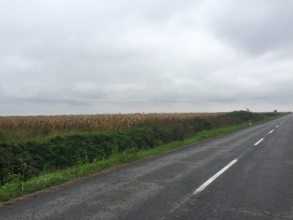 Masses of sweetcorn being grown