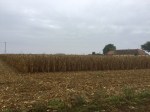 More sweetcorn awaiting harvesting