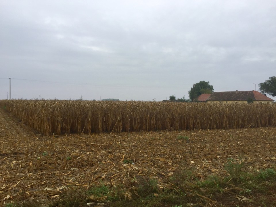 More sweetcorn awaiting harvesting