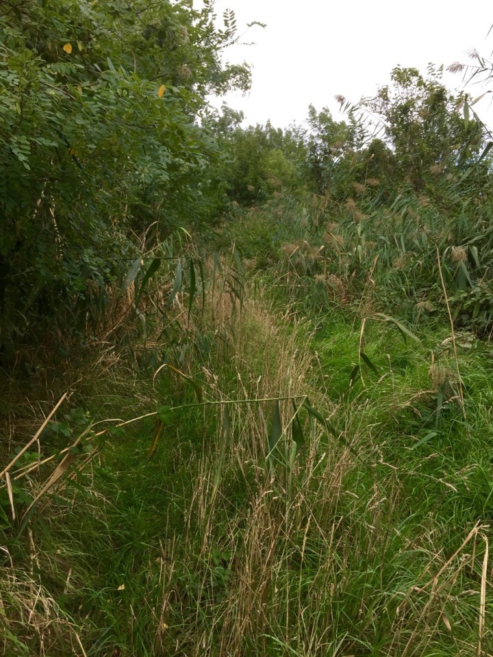 This is a trail, honest, made it through eventually