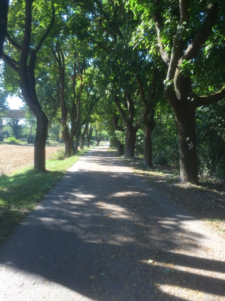 Nice tre lined cycle path welcomes me to Austria, not that I realised it