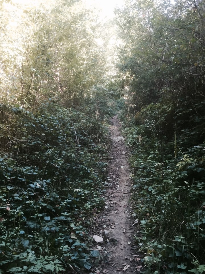 Narrow track leading up the hill, hopefully going where I need it to go