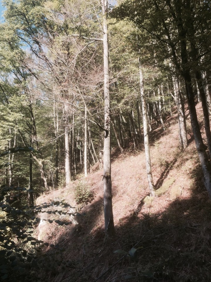 Pretty steep, but sunlight in trees nice