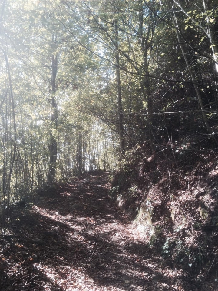 Trail continues up, bit wider now