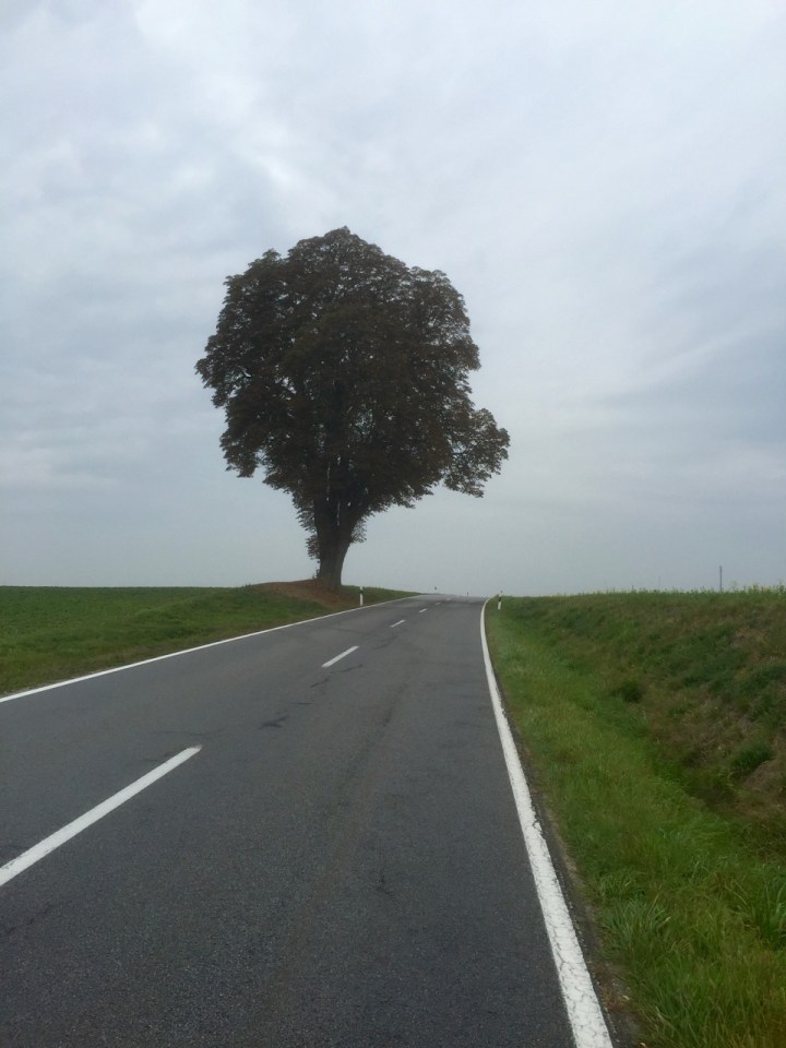 Lonely tree on road route I took