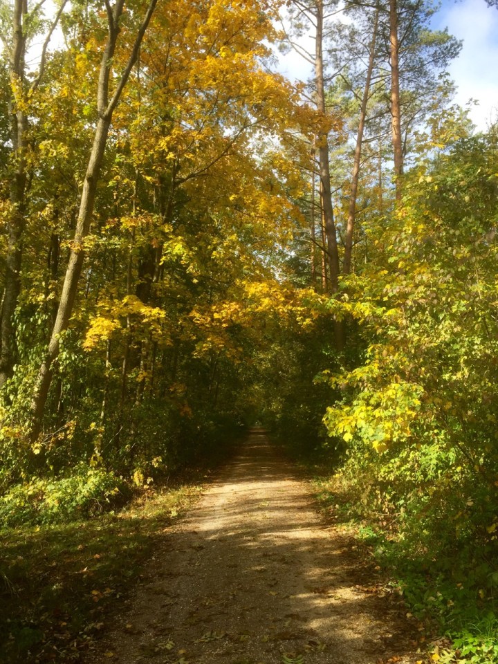 Trees starting to look autumnal; trail going through forest