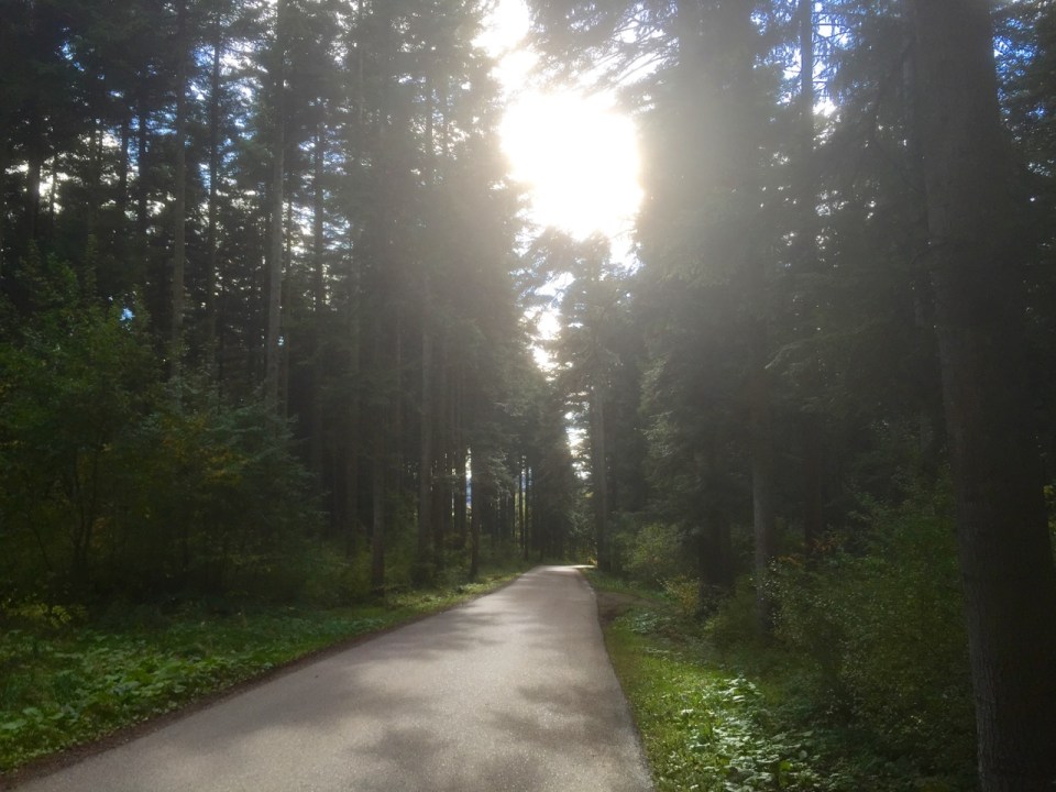 And finally some forest to cycle through