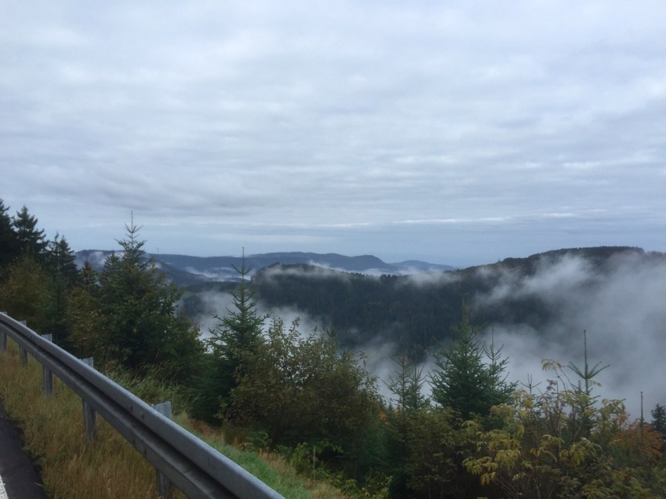 Cloud shrouded forest