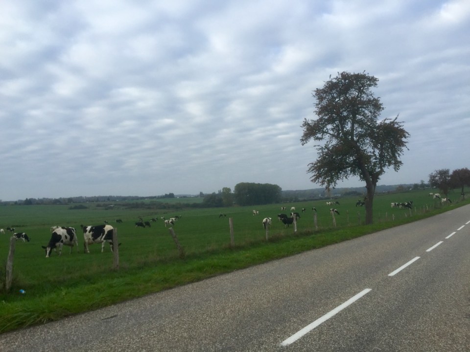 Lots of fields of cows, which pleased Lobster