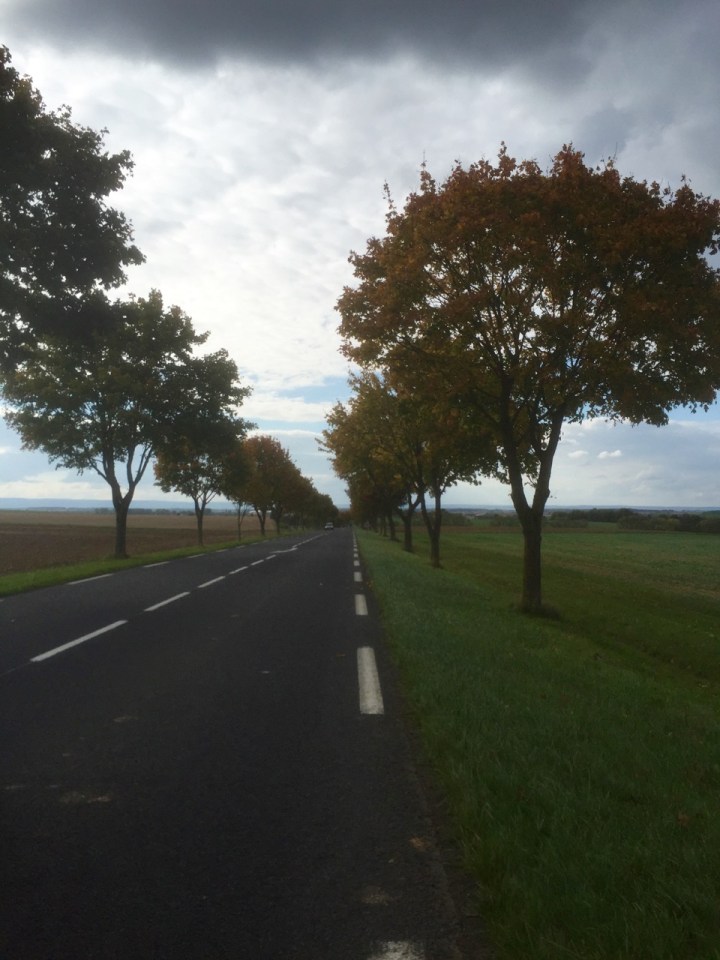 Autumn colours in the trees