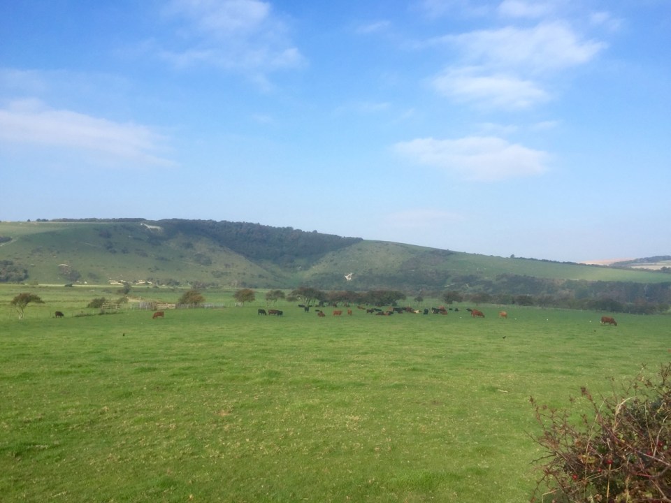 Cows in the English countryside